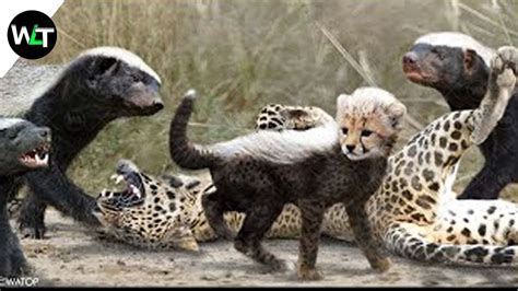 The Insane Reason Why Cheetah Cubs Look Like Honey Badgers Youtube