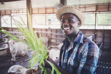 Smile African Farmer Man Holding Grass For Feeding Sheep Stock Photo