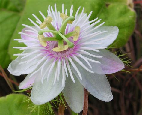 Wild Water White Passion Flower Passiflora Foetida Seeds