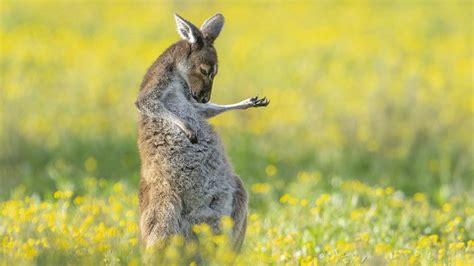 Un kangourou qui joue de la guitare aérienne une loutre qui danse en