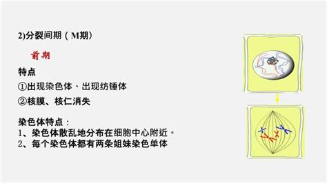 人教版高考生物二轮复习课件专题03 细胞的增殖 含解析 教习网课件下载