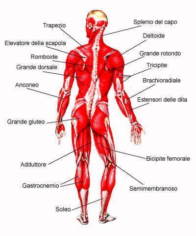 Apparato Muscolare Muscoli Corpo Umano Tessuto Muscolare