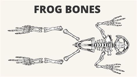 Do Frogs Have Backbones Diagram