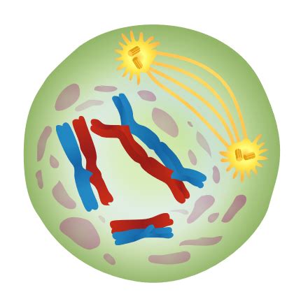 Meiose Karteikarten Quizlet