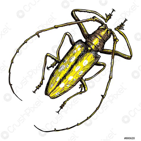 Insecto De Color Escarabajo Dibujado A Mano Para El Dise Vector De