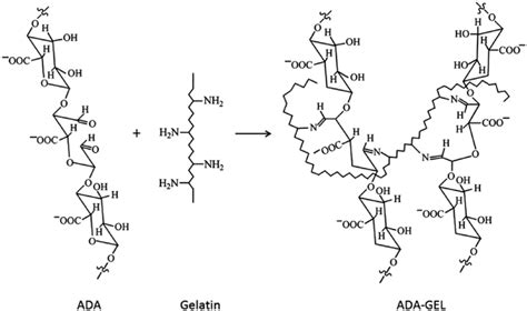 Chemical Structure Of Alginate Dialdehyde Gelatin Ada Gel Reproduced