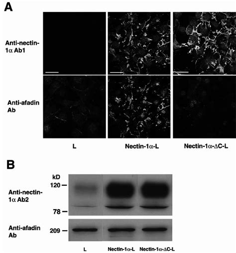 Interaction Of Afadin With Nectin But Not With Nectin C