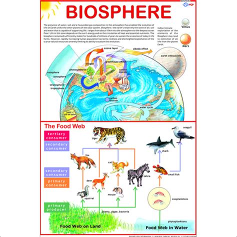 Biosphere Chart Dimensions: 70 X 100 Centimeter (Cm) at Best Price in ...