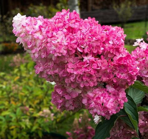 Hydrangea Paniculata Wims Red Farmyard Nurseries