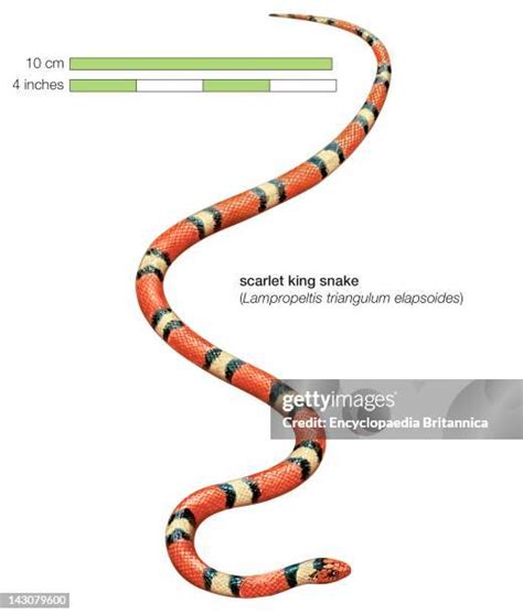 18 Scarlet King Snake Stock Photos, High-Res Pictures, and Images ...