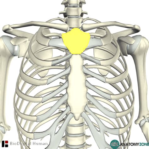 Manubrium of Sternum - AnatomyZone