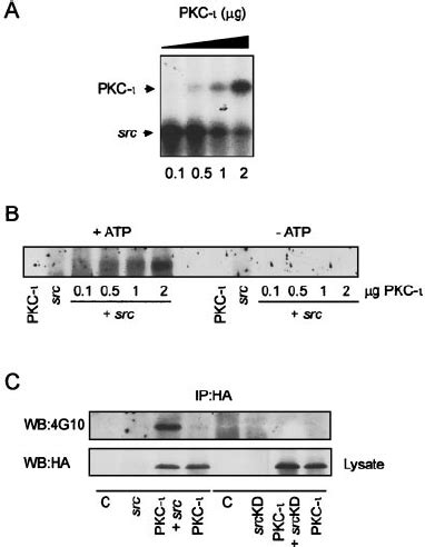 C Src Phosphorylates Pkc In Vitro A Puri Fi Ed C Src Was Used To