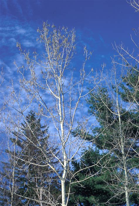 Populus Tremuloides Quaking Aspen Quaking Poplar Go Botany