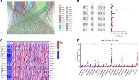 Frontiers Comprehensive Analysis Of Nine M G Related Lncrnas As