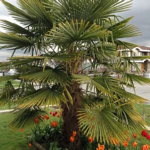 Trachycarpus Fortunei Naini Tal Windmill Palm Cold Hardy Zone Seeds