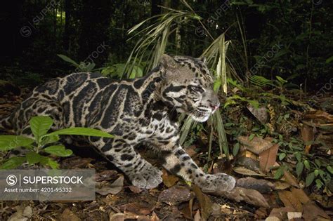 Sunda Clouded Leopard (Neofelis diardi) male in lowland rainforest, Tawau Hills Park, Sabah ...