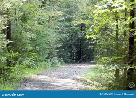 Forest Walking Path stock image. Image of walkway, sunlight - 158543681