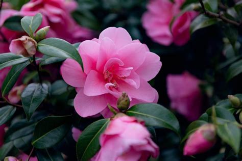 17 Favourite Camellias Chosen With Help From The International Camellia ...