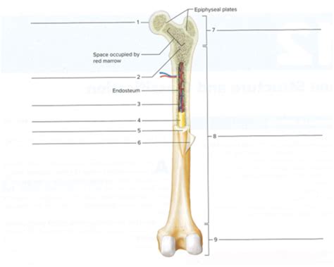 BIO Exam Unit 2 Flashcards Quizlet