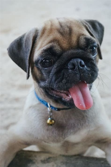 Portrait Of Beautiful Male Pug Puppy Dog Stock Image Image Of Funny