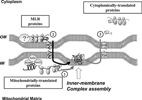 Proposed Model Of Inner Membrane Mitochondrial Complex Biogenesis Download Scientific Diagram