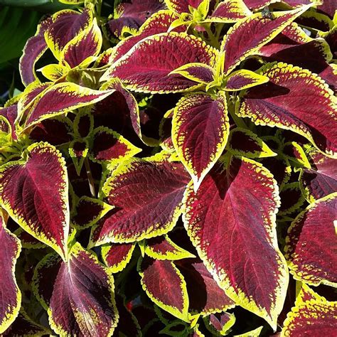 Mixed Coleus Seeds Flower Seeds32 Mays Garden Seed