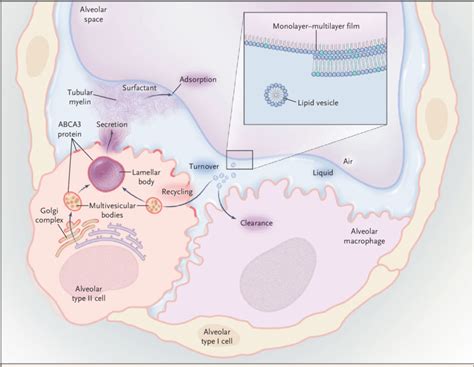 Figure Lung Surfactant And The Lamellar Body The Composition Of Lung