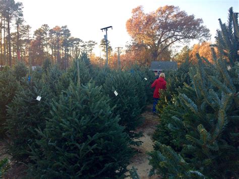 R Server Son Sapin Les Sapins Du S Ronais