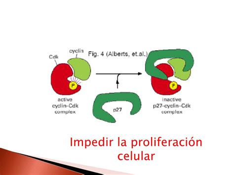 PPT REGULACION DEL CICLO CELULAR PowerPoint Presentation Free