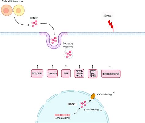 Active Secretion Of Hmgb1 During Stress Hmgb1 Secretion Is Mediated By