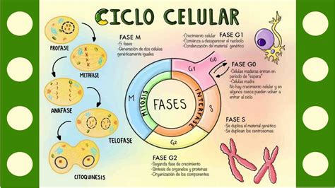 Ciclo Celular ALTRUUS UDocz