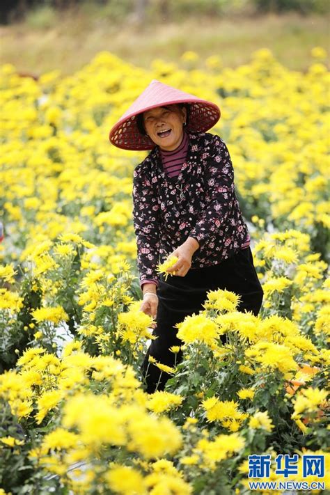 希望的田野丨皇菊花开金灿灿 扮靓乡村致富路 新华网