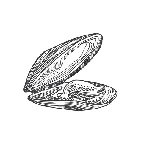 Premium Vector Hand Drawn Open Mussel Shell Vector Illustration