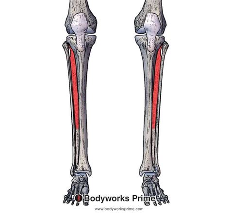 Tibialis Anterior Muscle Anatomy - Bodyworks Prime