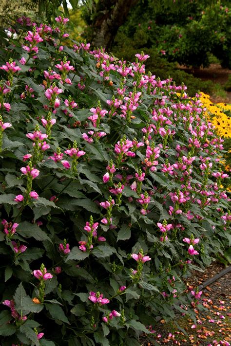 Hot Lips Turtlehead Chelone Lyonii Hot Lips Monrovia Plant