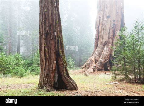 La Secuoya Gigante Sequoiadendron Giganteum Tronco De Rbol En El