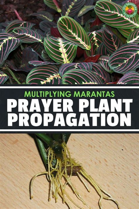 Prayer Plant Propagation Multiplying Your Marantas Epic Gardening