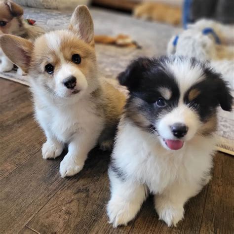 Get in Touch — Hill Country Corgis (Copy)