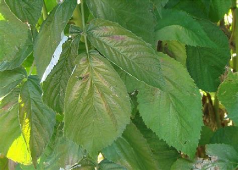 Figure 5 From Spider Mites In Raspberry Semantic Scholar