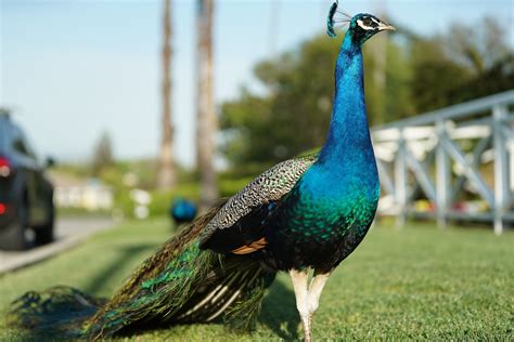 Hear in SoCal: The peacocks of Arcadia | LAist