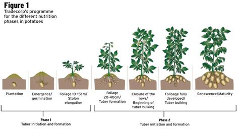 Potato Nutrition Pushing For Yield Potential Premium