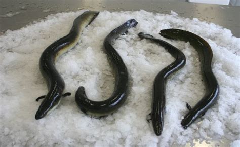 Image Result For Farmed Eels Fish Animals