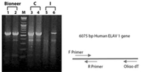 Pcr Master Mix For High Yield Homogeneous Cdna Synthesis And