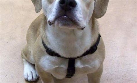 7 Bulldog Mixes: Beautiful, Button-Nosed Bully Mixed Breeds!