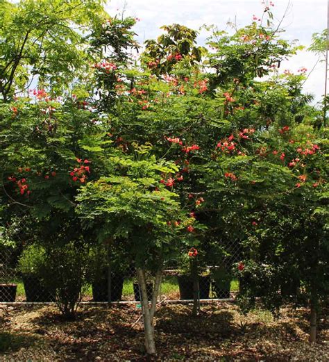 Caesalpinia Pulcherrima For Sale Dwarf Poinciana Tree Treeworld