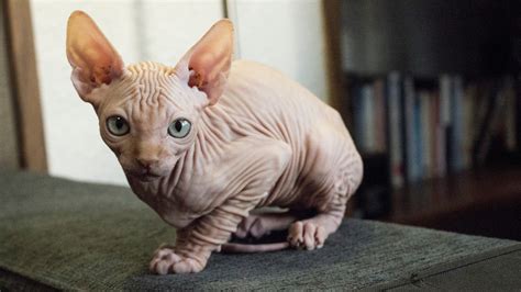 7 bald and beautiful hairless cat breeds | PetsRadar