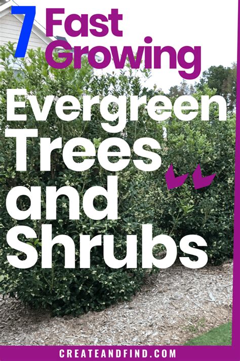 7 Fast Growing Evergreen Trees And Shrubs Artofit