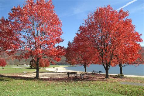 Autumn Blaze® Maple : The Home Gardner’s Choice