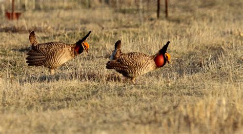 Tool Release: Lesser Prairie-Chicken Habitat Evaluation Platform (LEPC HELP) - Western ...