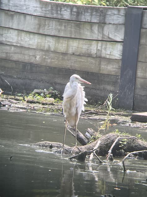 080-01-2021 Great Blue Heron (White Form) Philadelphia – Pennsylvania
